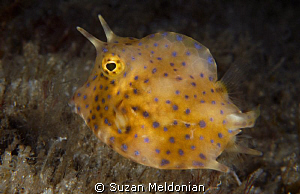 Cowfish juvenile . . .  cellular view. (Nearly transparent) by Suzan Meldonian 
